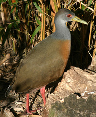 Gray-necked Wood-Rail